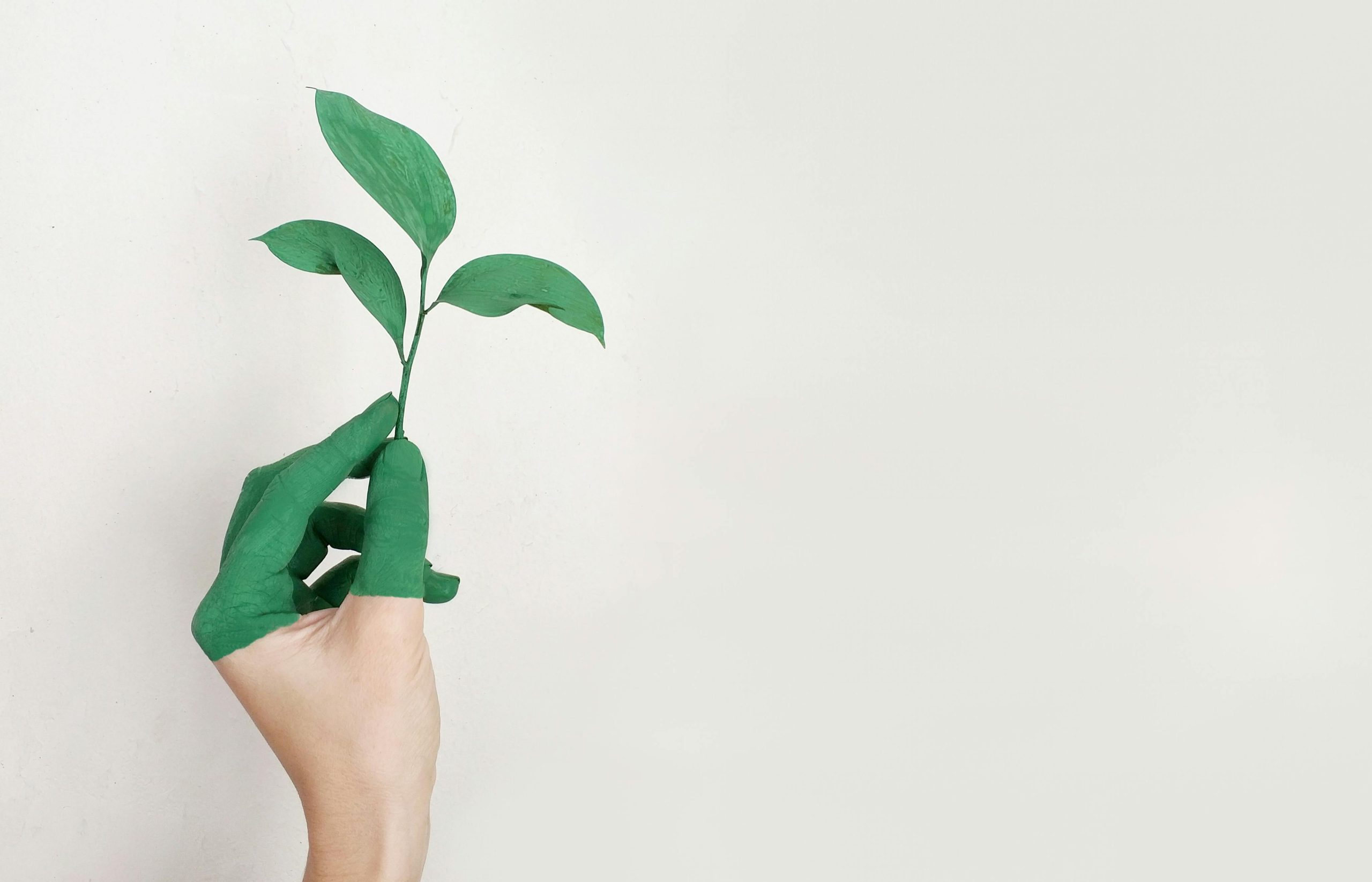 planta que empieza a tener crecimiento como símbolo de la persona en el crecimiento personal